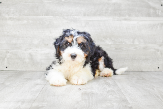 Petite Mini Bernedoodle Poodle Mix Pup