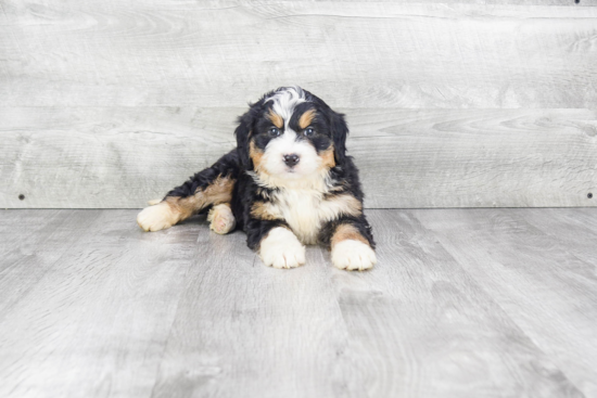 Best Mini Bernedoodle Baby