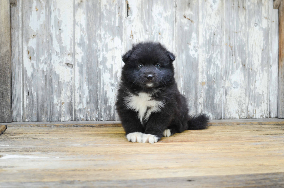 Petite Pomsky Designer Pup