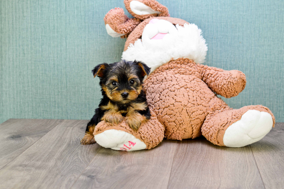 Meet Bronze - our Yorkshire Terrier Puppy Photo 