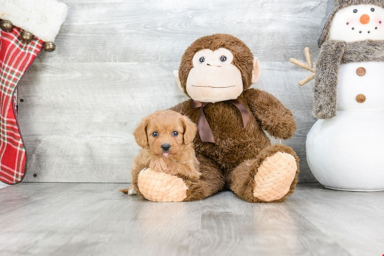 Cavapoo Puppy for Adoption