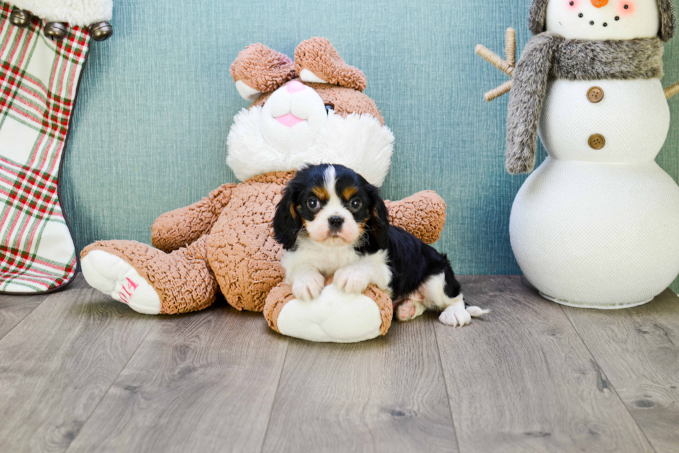 Funny Cavalier King Charles Spaniel Baby