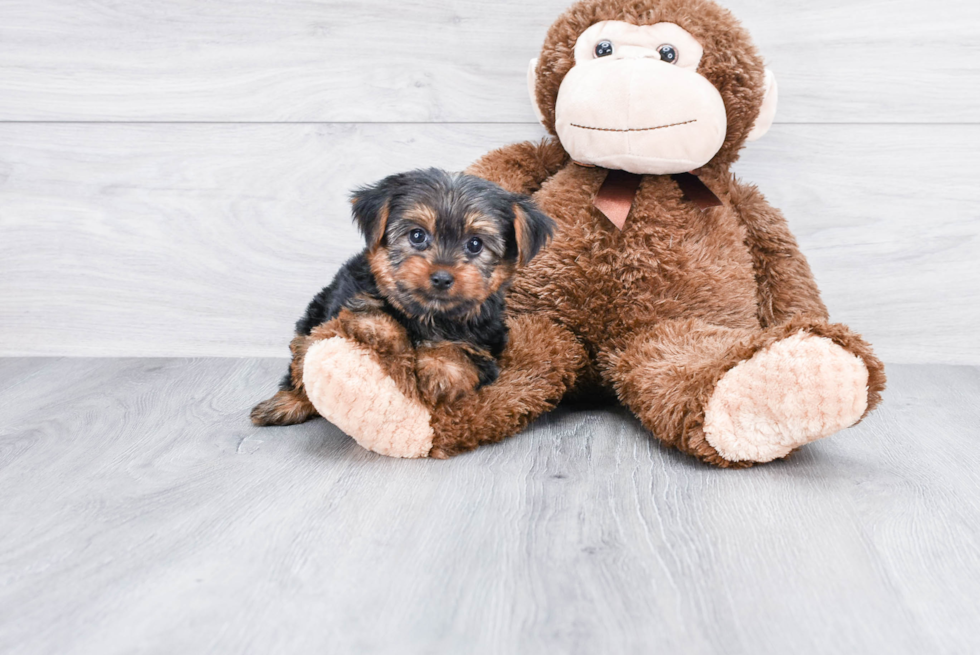 Meet Rascal - our Yorkshire Terrier Puppy Photo 