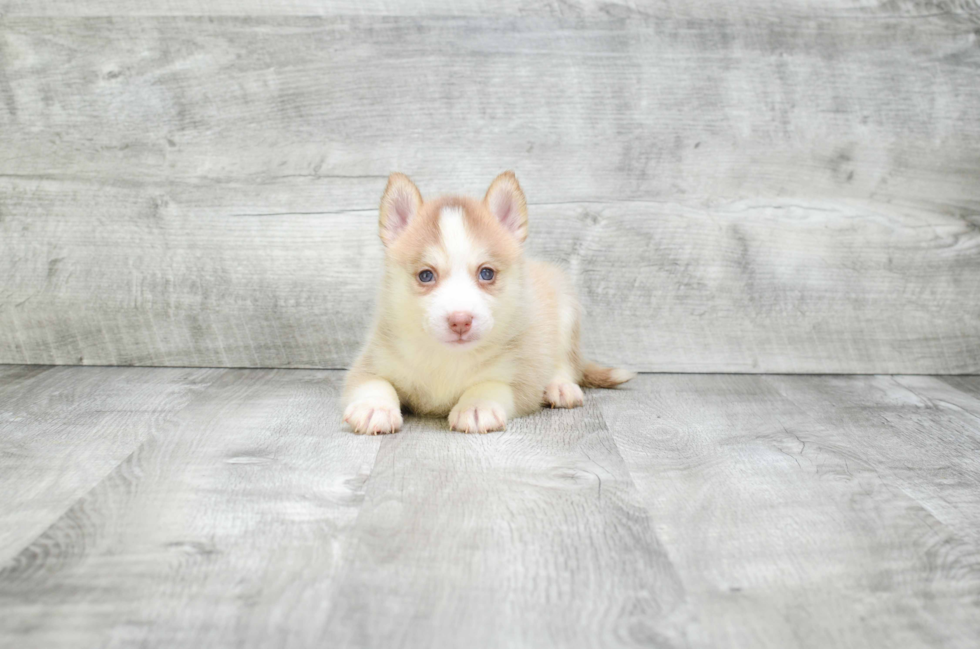 Pomsky Puppy for Adoption