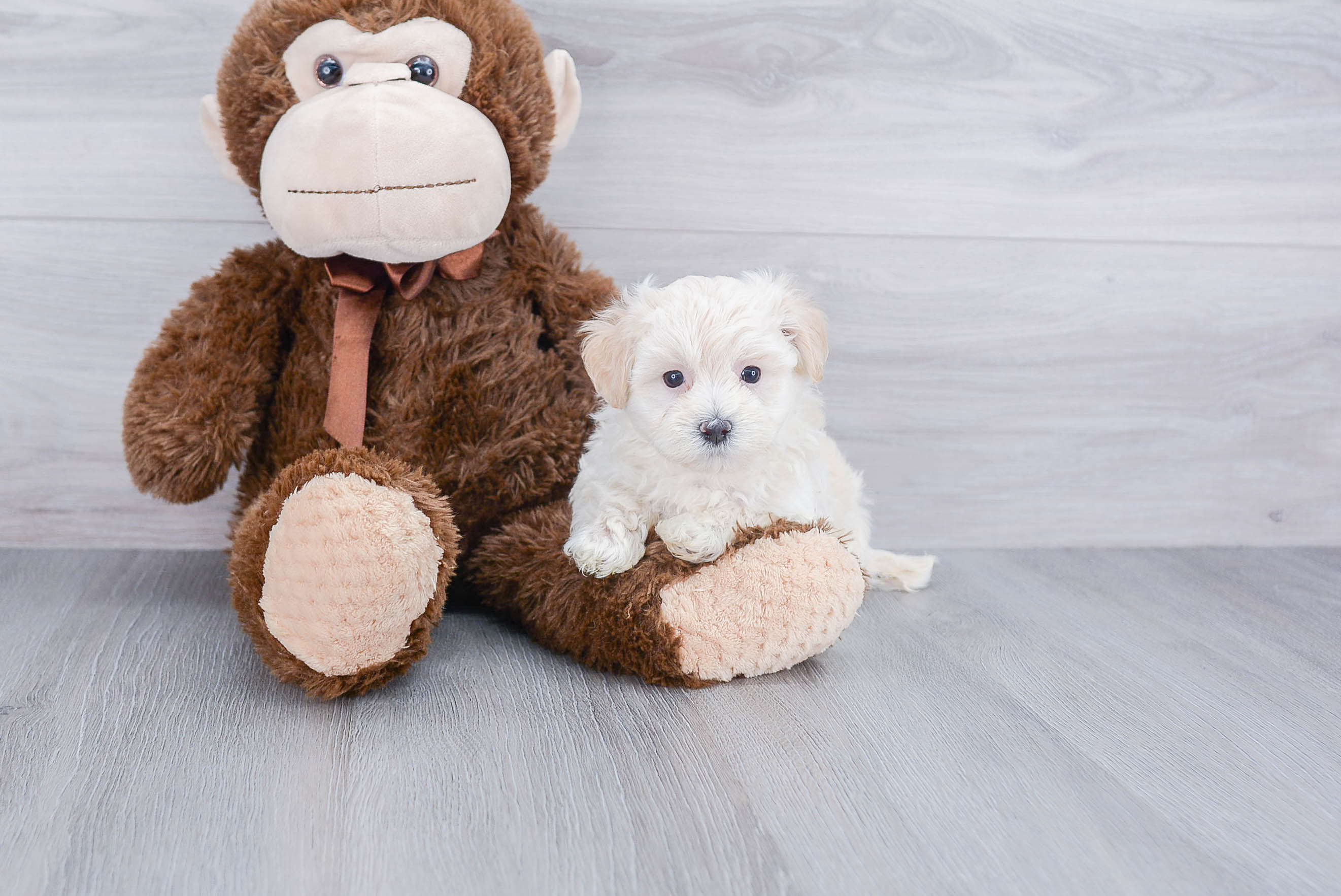 Maltipoo Pup Being Cute