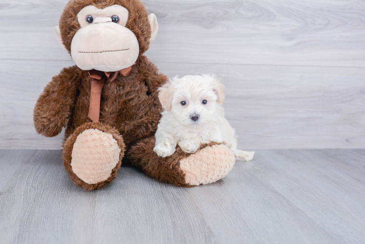 Maltipoo Pup Being Cute