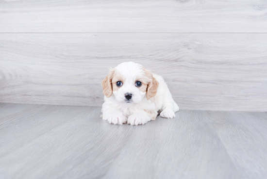 Cavachon Pup Being Cute