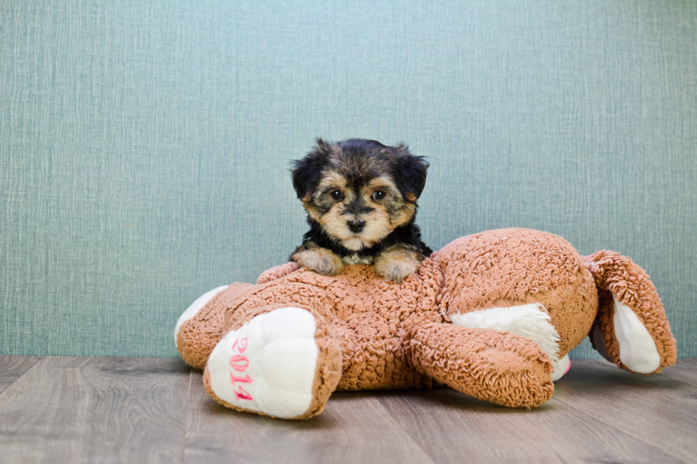 Best Morkie Baby