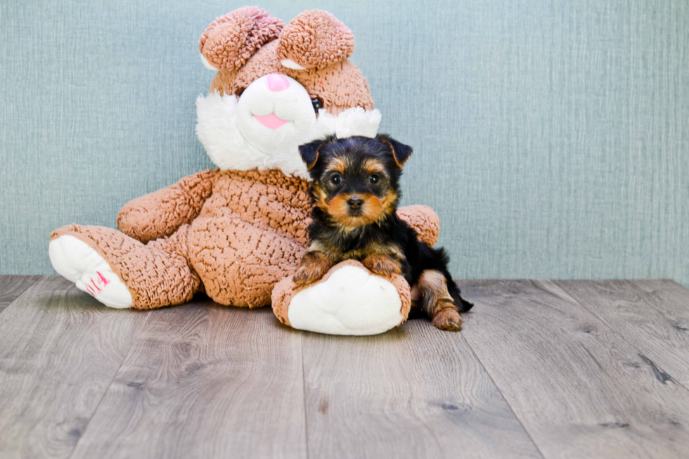 Meet Izzie - our Yorkshire Terrier Puppy Photo 