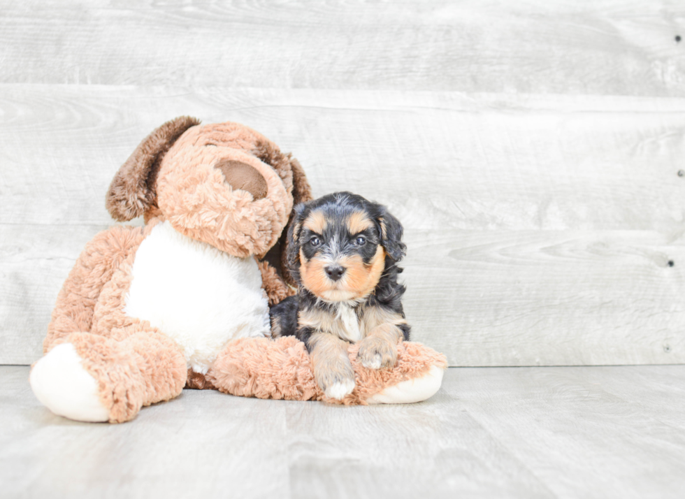 Mini Bernedoodle Puppy for Adoption