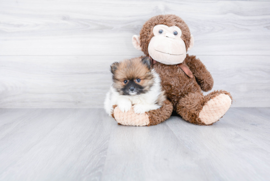 Playful Pomeranian Baby