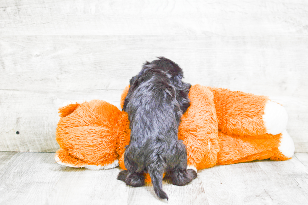 Mini Labradoodle Puppy for Adoption