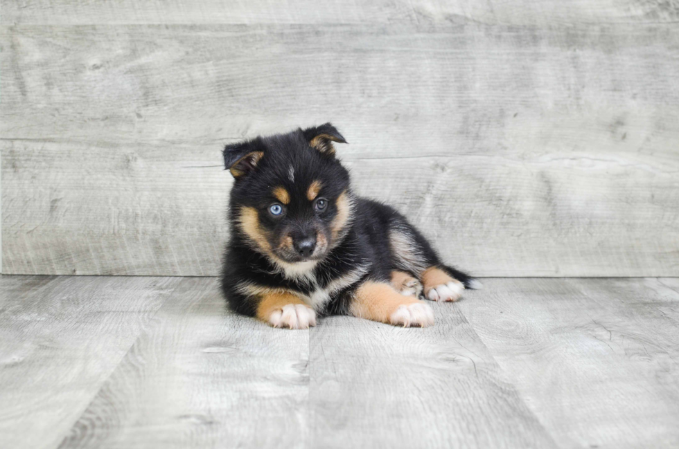 Cute Pomsky Baby