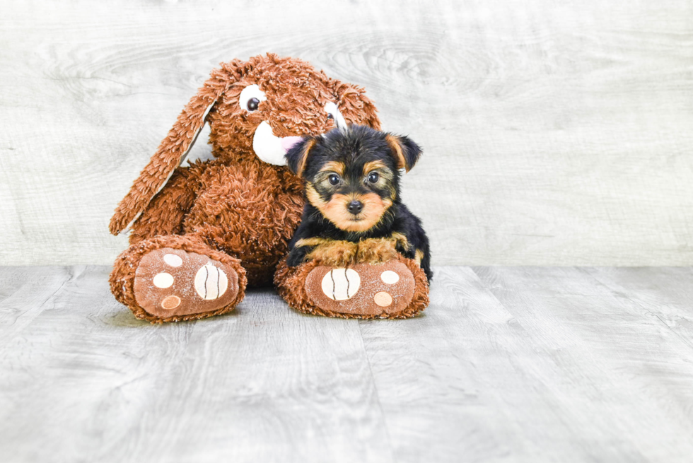 Meet Izzie - our Yorkshire Terrier Puppy Photo 