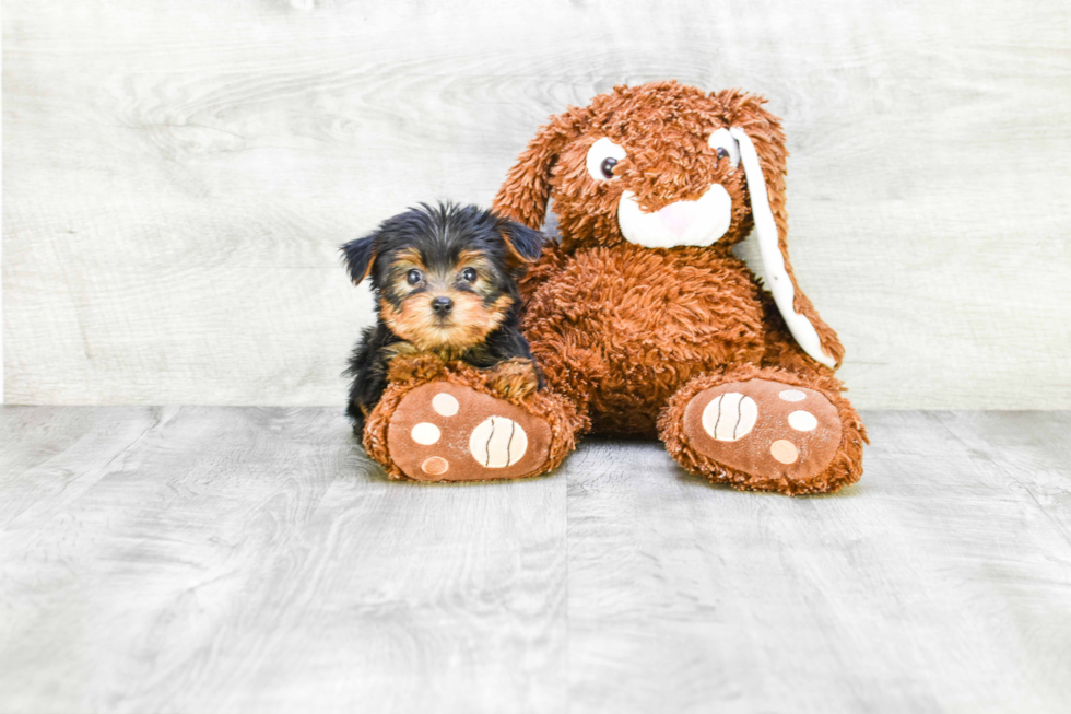 Meet Izzie - our Yorkshire Terrier Puppy Photo 