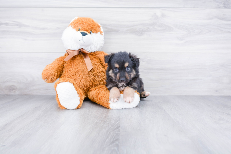 Mini Aussiedoodle Pup Being Cute