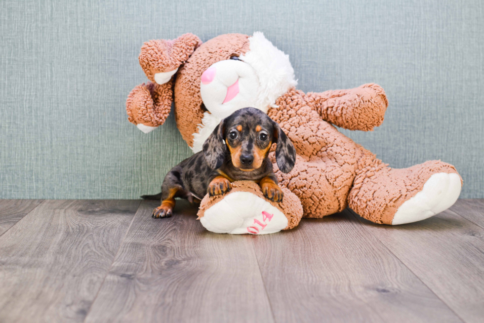 Cute Dachshund Purebred Pup