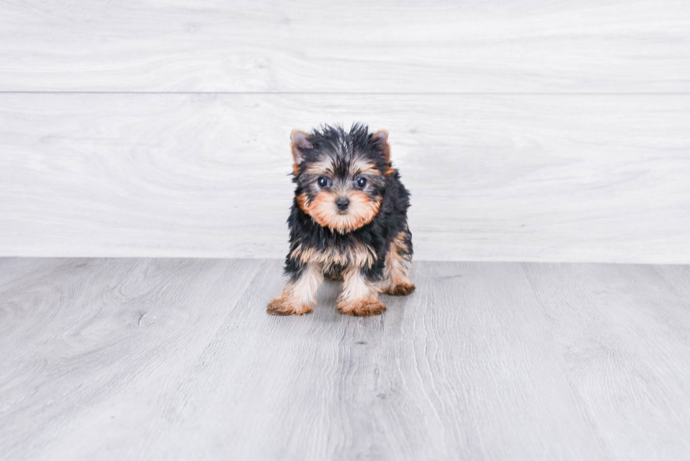 Meet Victoria - our Yorkshire Terrier Puppy Photo 