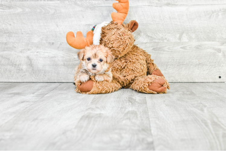 Morkie Pup Being Cute