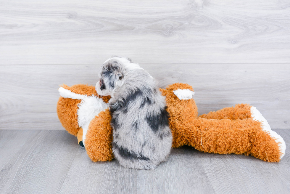 Funny Mini Aussiedoodle Poodle Mix Pup