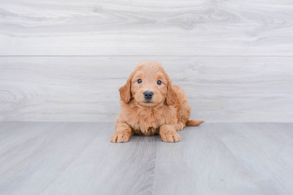 Best Mini Goldendoodle Baby