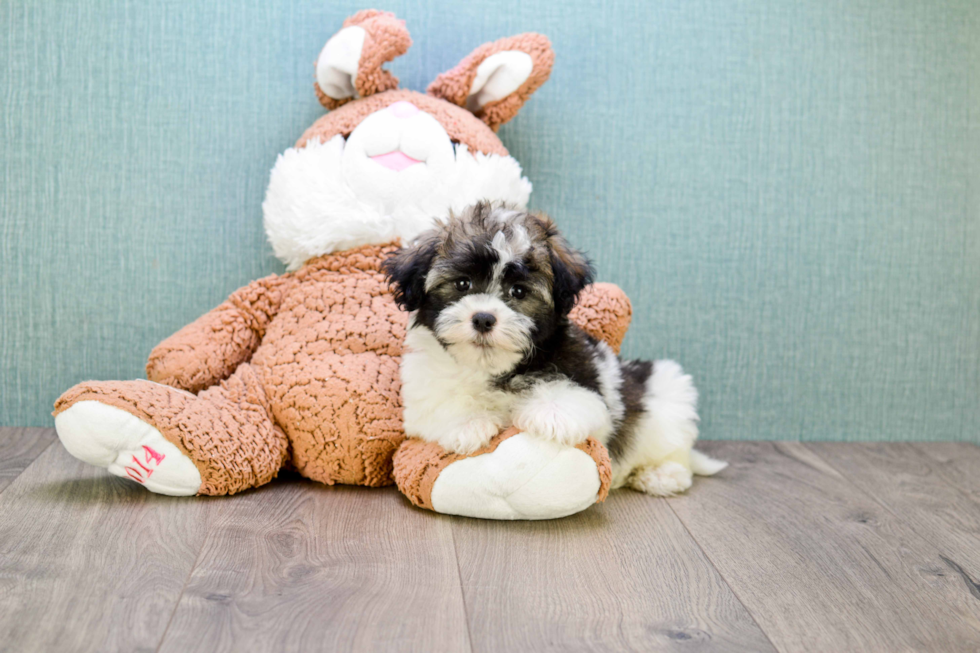 Small Havanese Baby