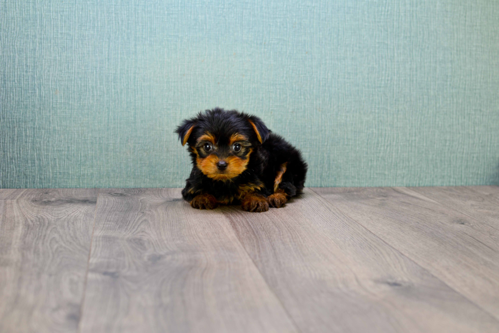 Meet Timmy - our Yorkshire Terrier Puppy Photo 