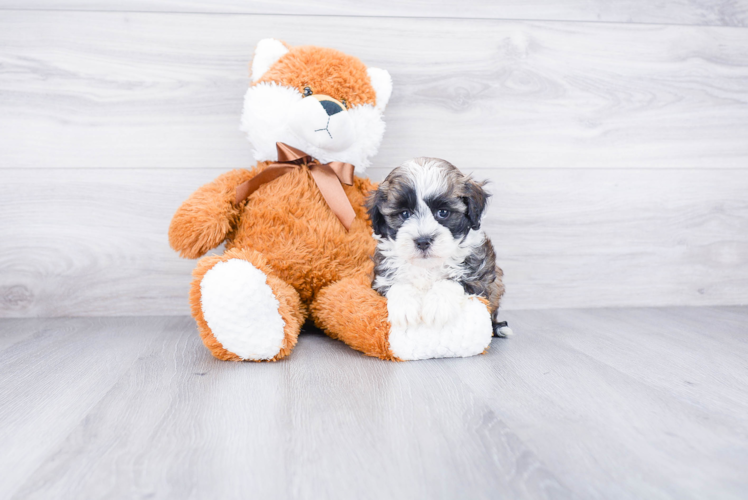 Sweet Havanese Purebred Puppy