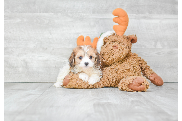 Cavachon Puppy for Adoption