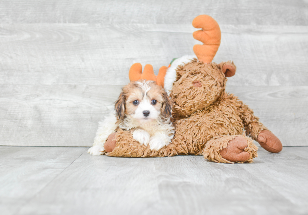 Cavachon Puppy for Adoption