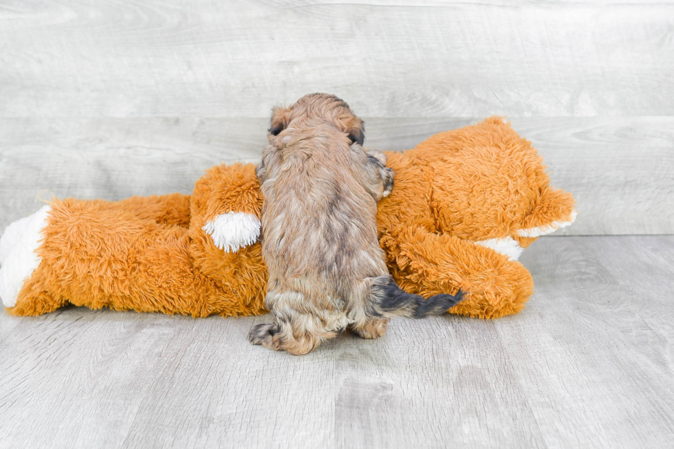 Fluffy Teddy Bear Designer Pup