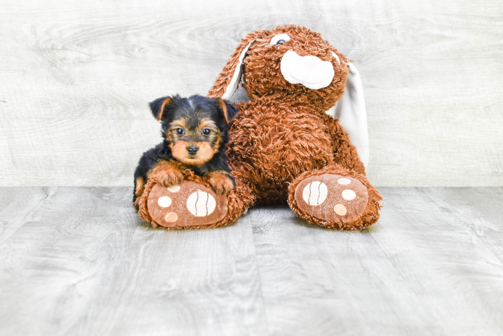 Meet Timmy - our Yorkshire Terrier Puppy Photo 