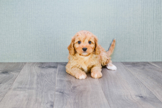 Happy Cavapoo Baby