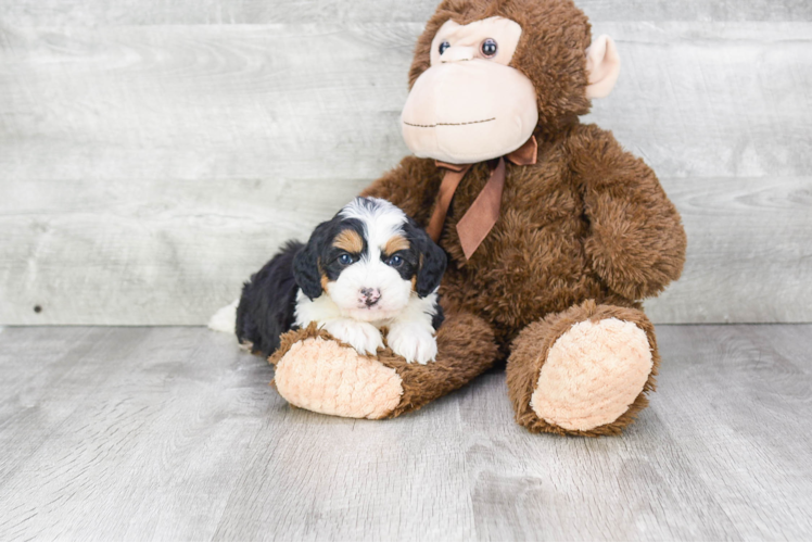 Playful Mini Berniedoodle Poodle Mix Puppy