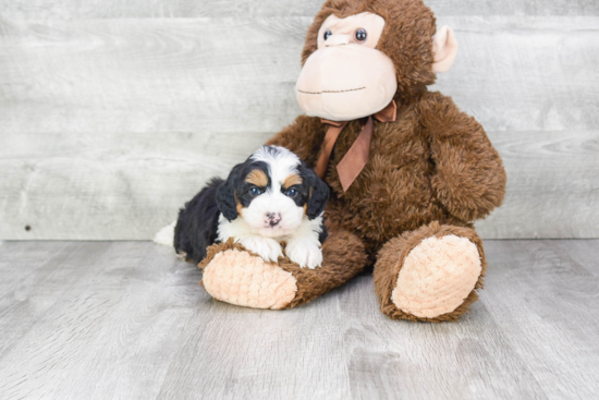 Playful Mini Berniedoodle Poodle Mix Puppy