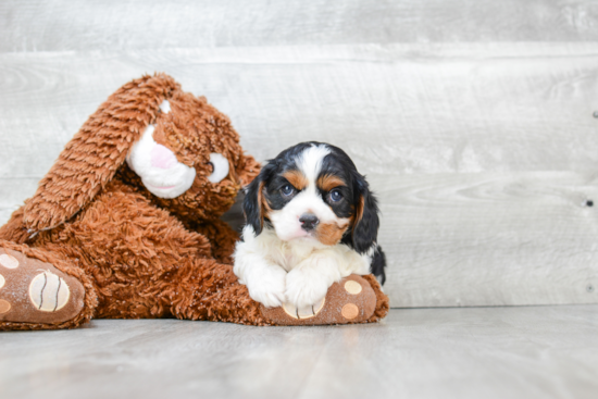 Cavalier King Charles Spaniel Pup Being Cute