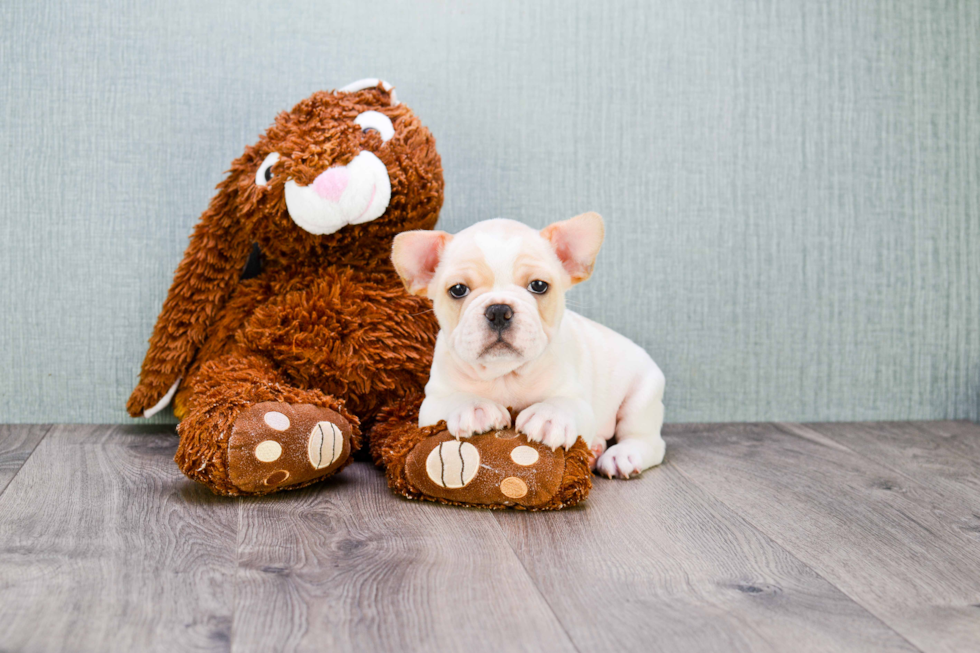 Akc Registered French Bulldog Baby