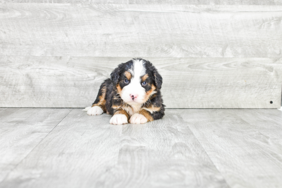 Mini Bernedoodle Pup Being Cute