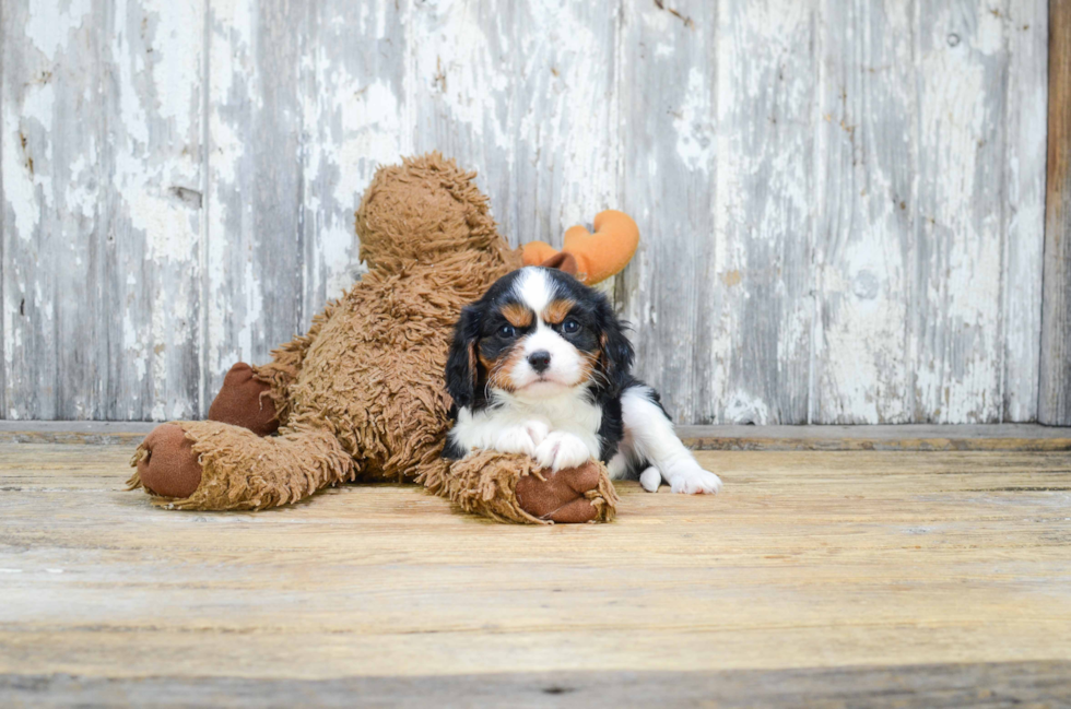 Cavalier King Charles Spaniel Pup Being Cute