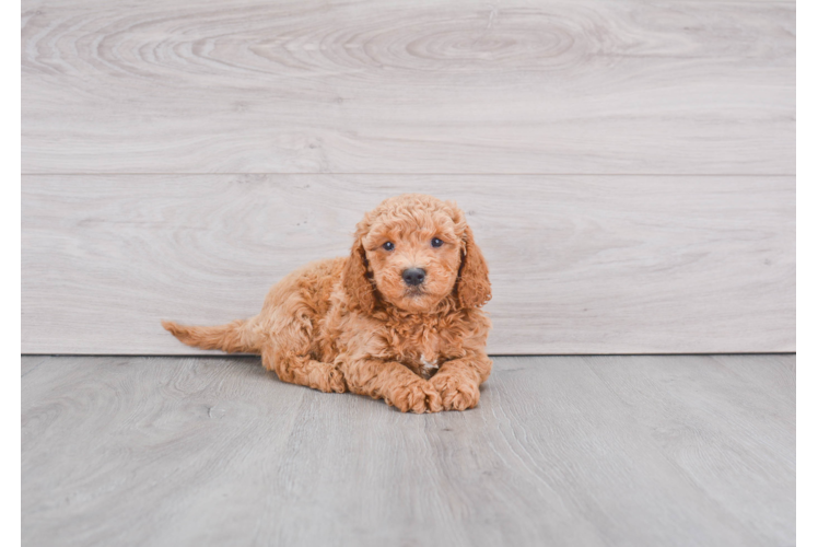 Mini Goldendoodle Puppy for Adoption