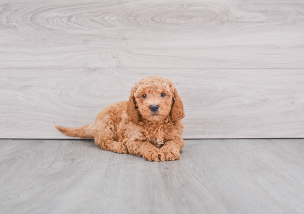 Mini Goldendoodle Puppy for Adoption