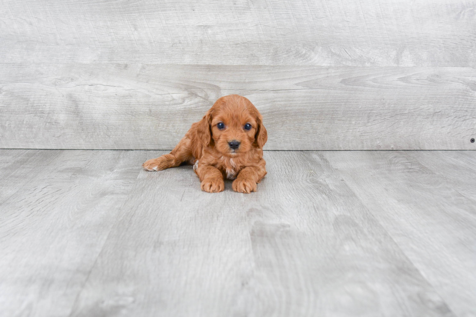 Cavapoo Pup Being Cute