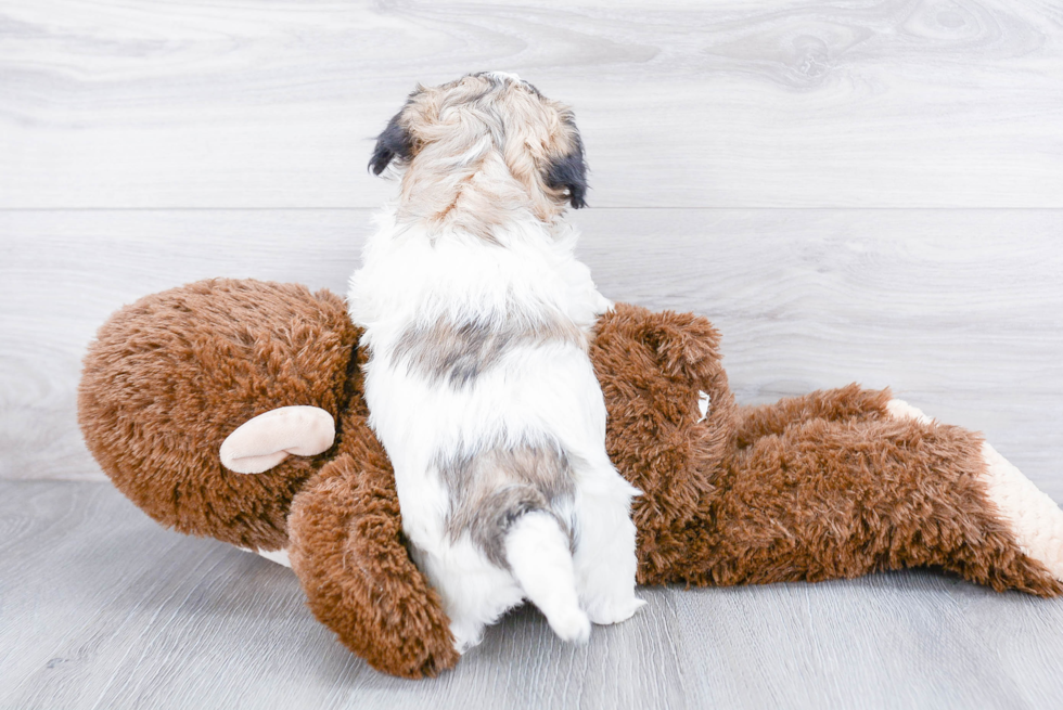 Best Teddy Bear Baby