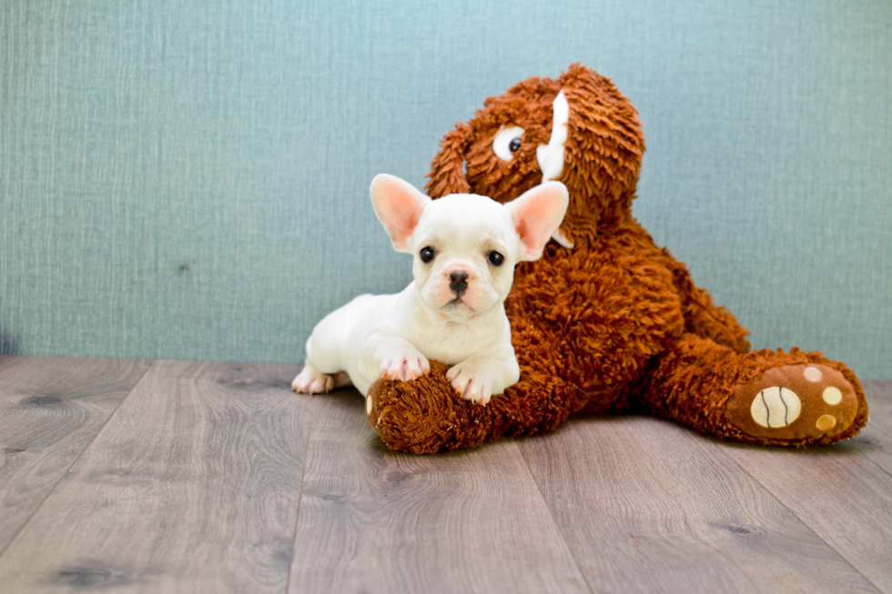 Small French Bulldog Purebred Pup