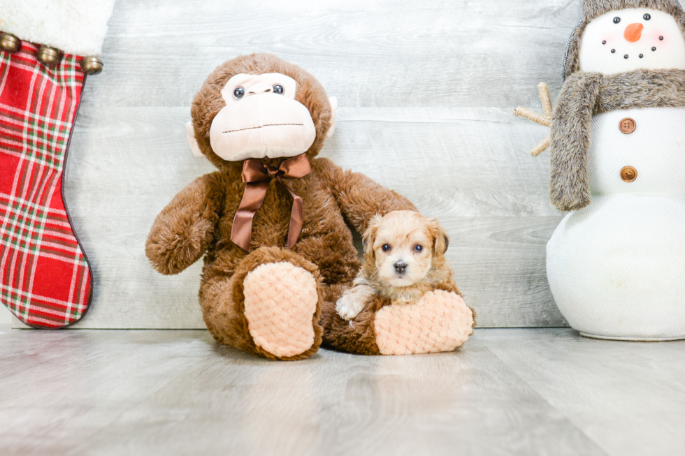 Playful Yorkie Designer Puppy