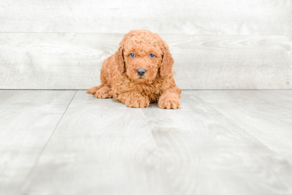 Little Golden Retriever Poodle Mix Puppy