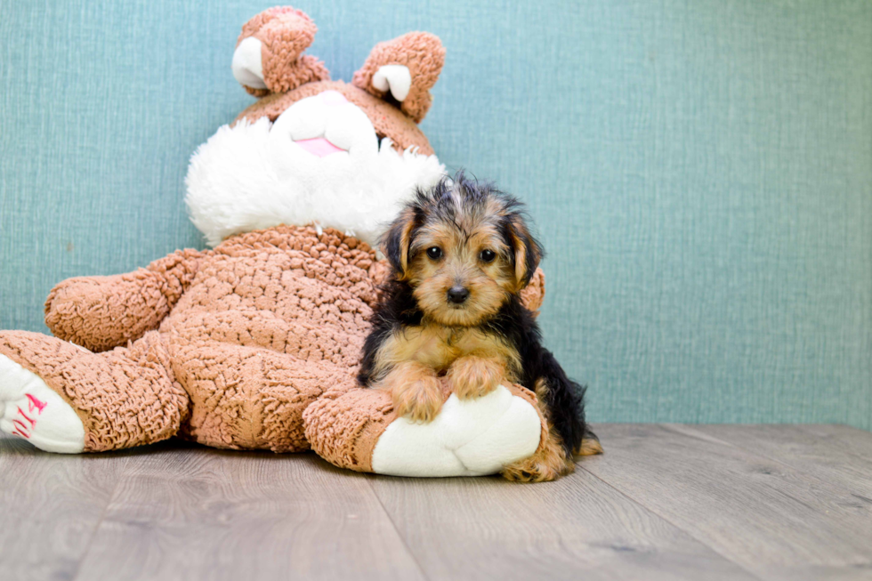 Meet Goldie - our Yorkshire Terrier Puppy Photo 