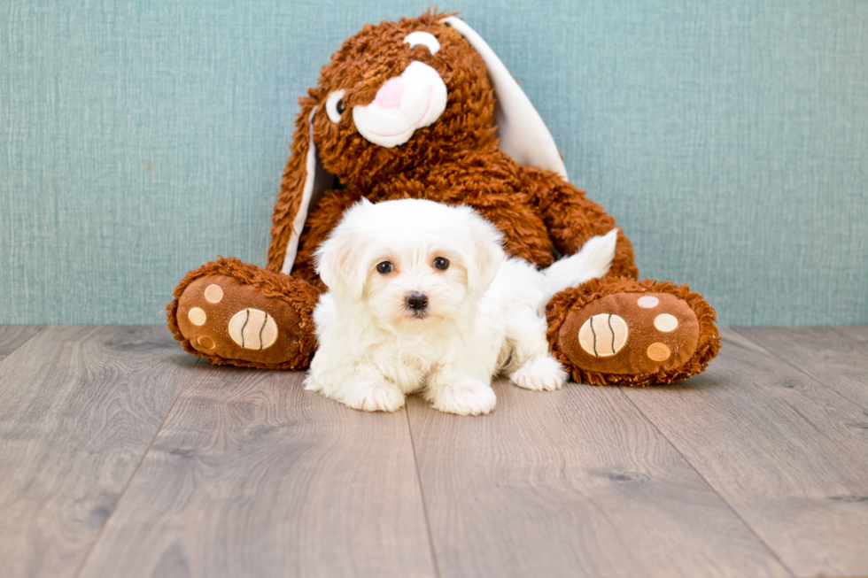 Smart Maltipoo Poodle Mix Pup