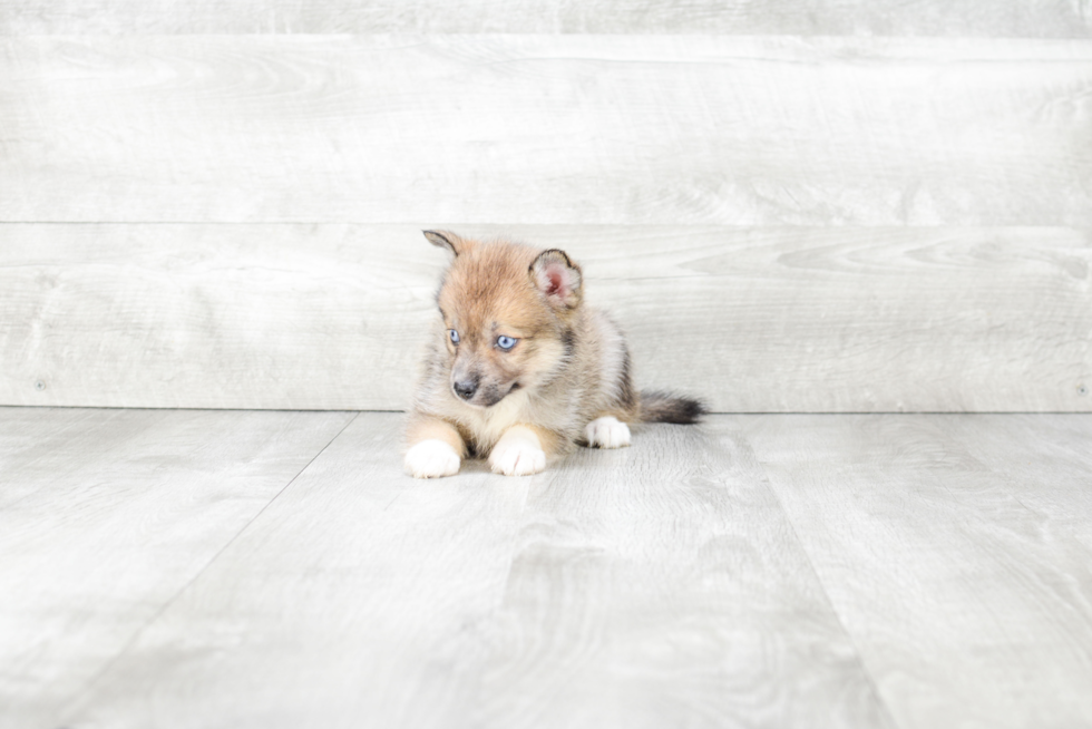 Hypoallergenic Mini Husky Designer Puppy