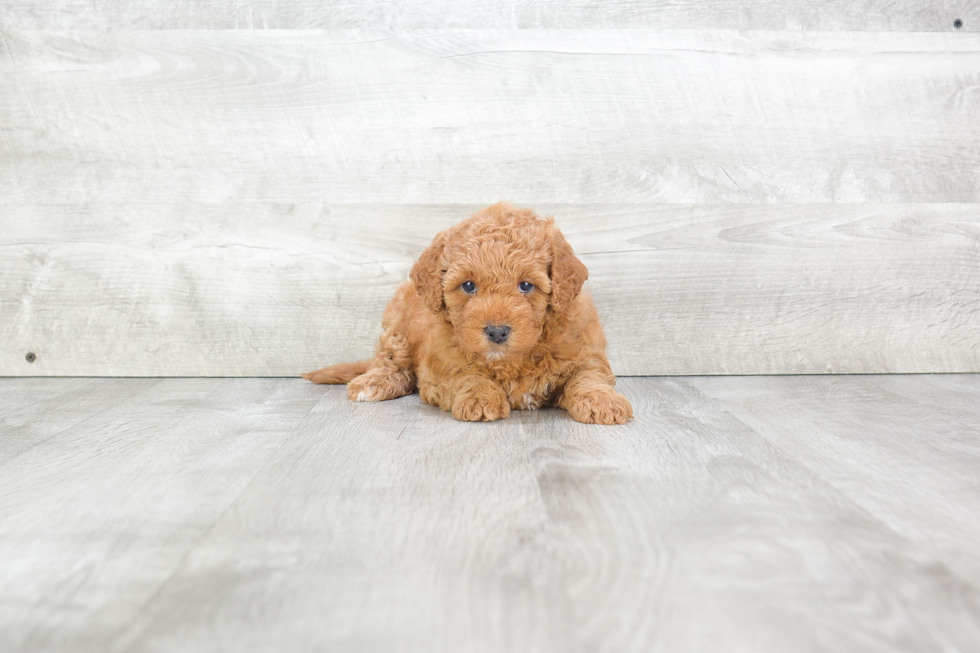 Best Mini Goldendoodle Baby